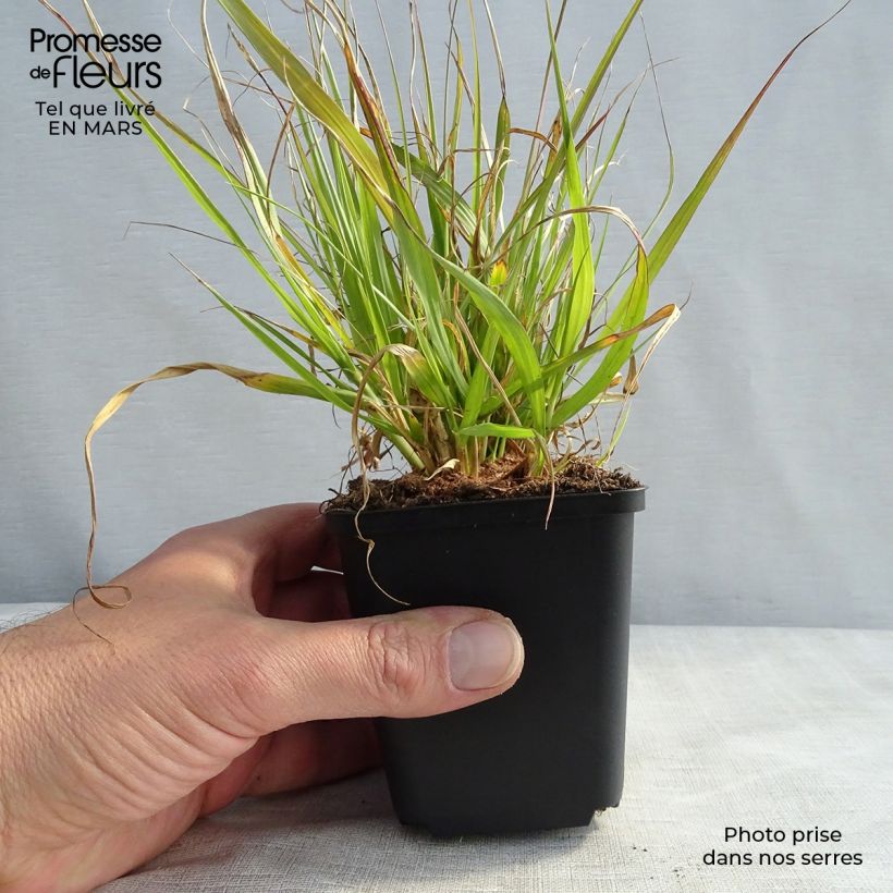 Pennisetum thunbergii Maceta de 8/9 cm Ejemplar entregado en la primavera