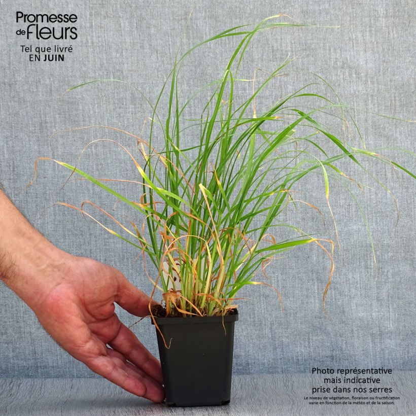 Ejemplar de Pennisetum villosum Maceta de 8/9 cm entregado en verano