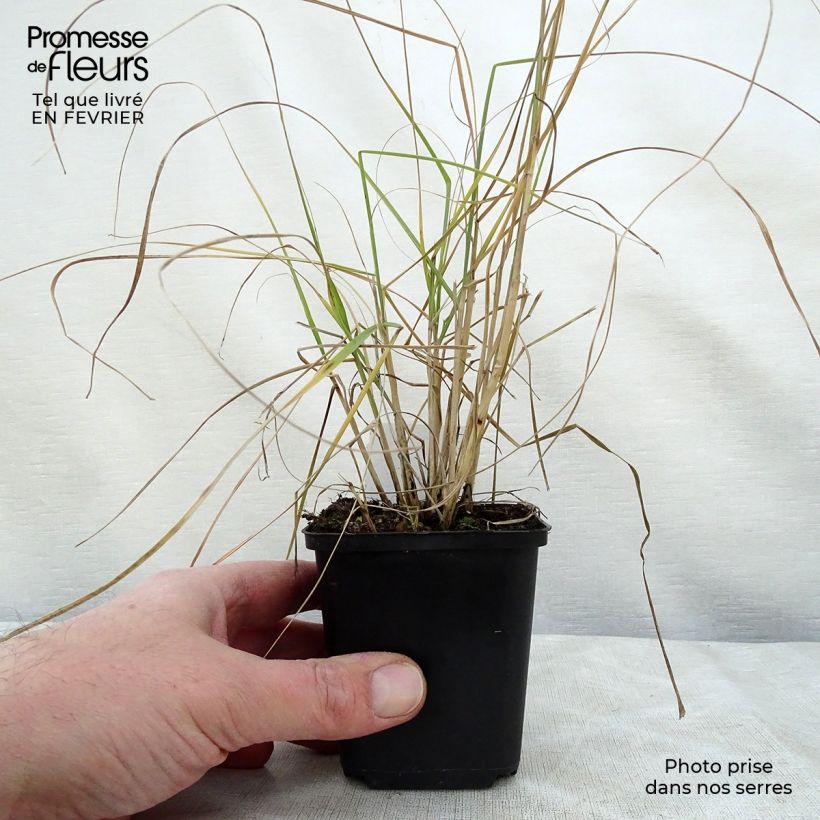 Pennisetum villosum Maceta de 8/9 cm Ejemplar entregado en invierno