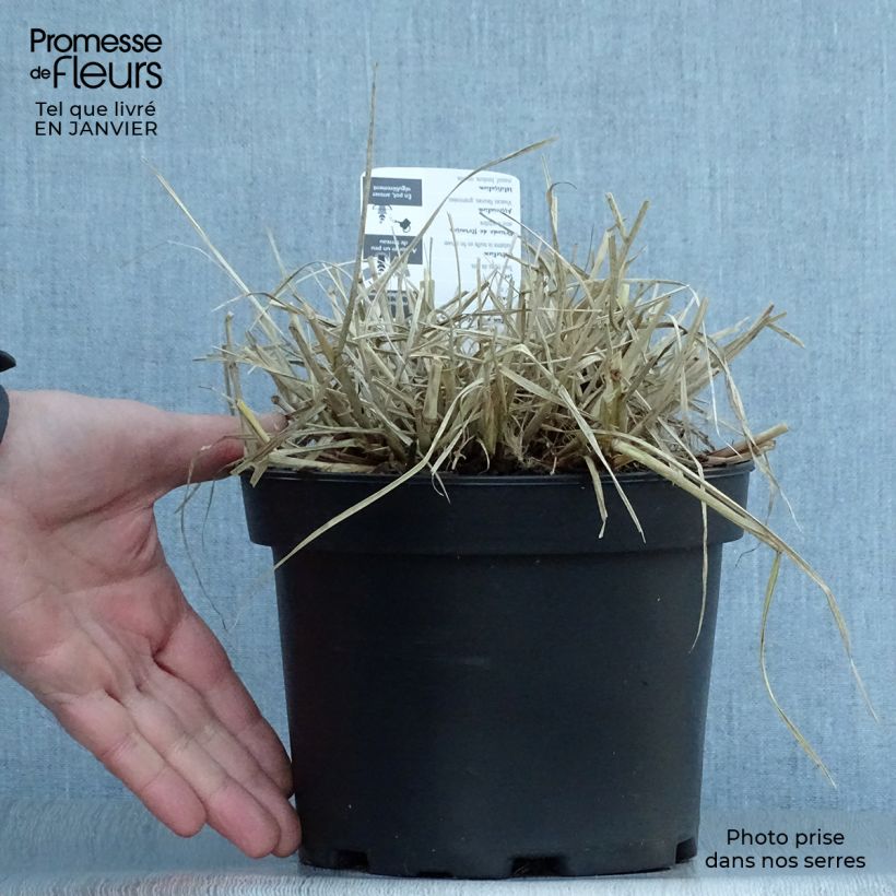 Pennisetum villosum Maceta 2L/3L Ejemplar entregado en invierno