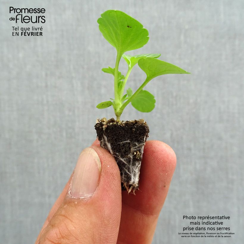 Ejemplar de Viola F1 Carrera Tons roses - Violeta minicepellón: de 2,2 cm x 2 cm en bandeja de cultivo por 35 entregado en otoño
