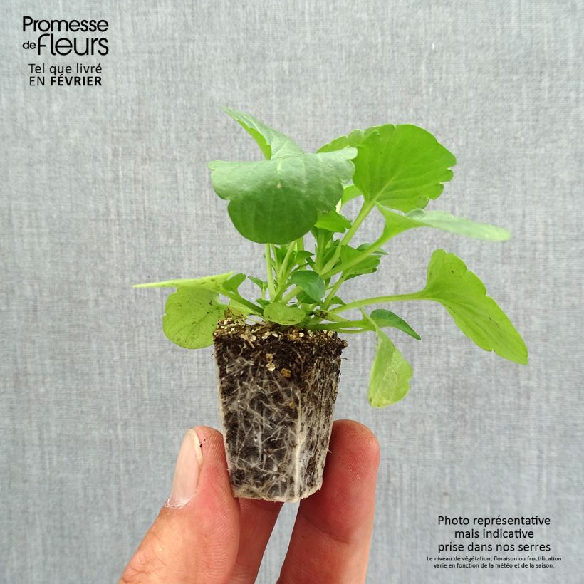 Ejemplar de Viola F1 Carrera Tons roses - Violeta Bandeja de semillero: cepellón 3,8 cm x 3,2 cm en bandeja de cultivo por 16 entregado en otoño