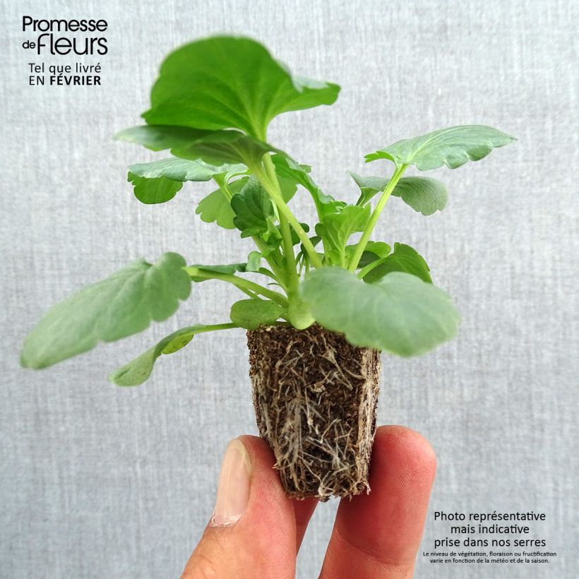 Ejemplar de Viola F1 Carrera White - Violeta Bandeja de semillero: cepellón 3,8 cm x 3,2 cm en bandeja de cultivo por 16 entregado en otoño
