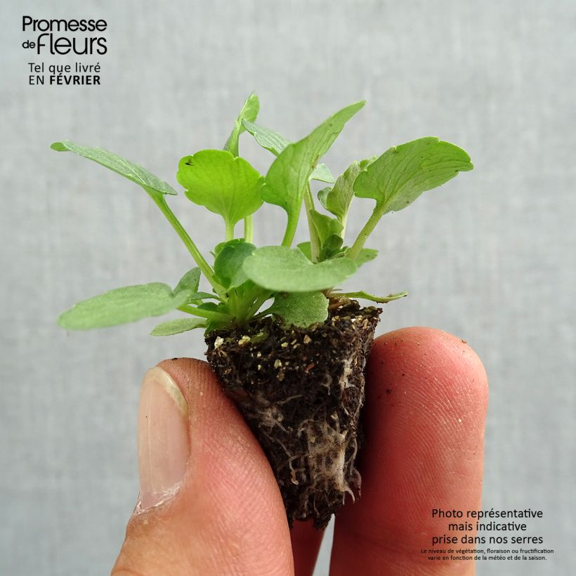 Ejemplar de Viola Ultima Radiance F1 Red - Violeta minicepellón: de 2,2 cm x 2 cm en bandeja de cultivo por 35 entregado en otoño