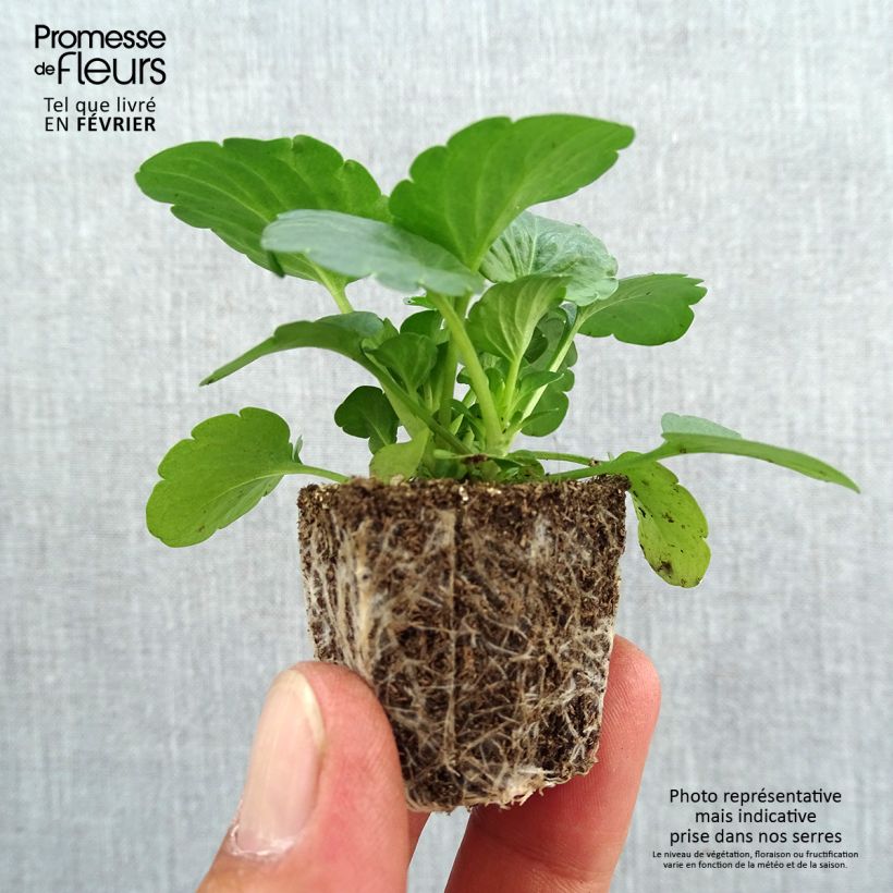 Ejemplar de Viola F1 Raviola Pure Lemon - Violeta Bandeja de semillero: cepellón 3,8 cm x 3,2 cm en bandeja de cultivo por 16 entregado en otoño