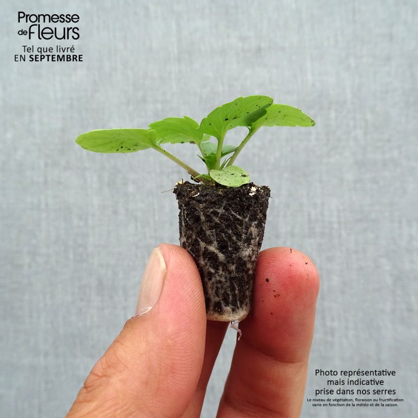 Ejemplar de Viola Goliath F1 Mix - Violeta minicepellón: Ø 1,5/2,5 cm entregado en otoño