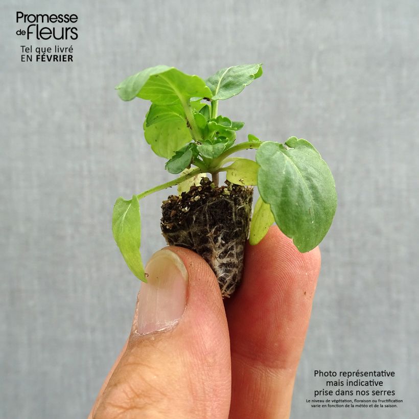 Ejemplar de Viola Cool Wave White - Violeta minicepellón: de 2,2 cm x 2 cm en bandeja de cultivo por 35 entregado en otoño