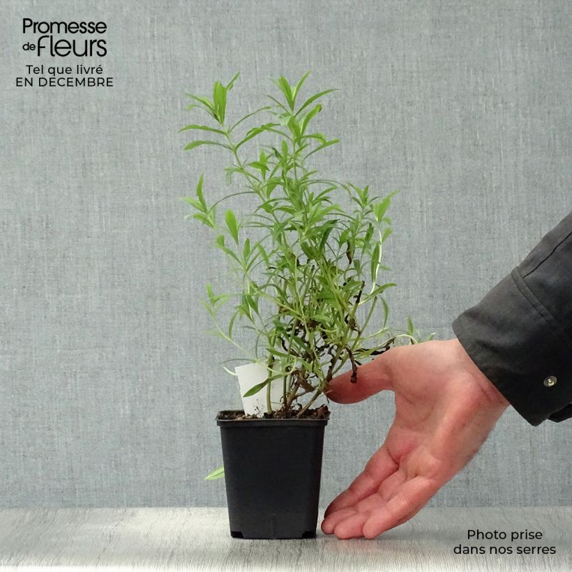 Penstemon Apple Blossom Maceta de 8/9 cm Ejemplar entregado en invierno