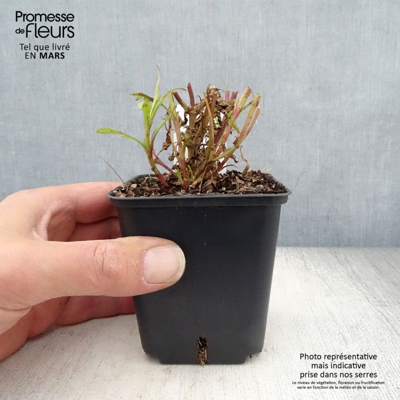 Penstemon Apple Blossom Maceta de 8/9 cm Ejemplar entregado en la primavera