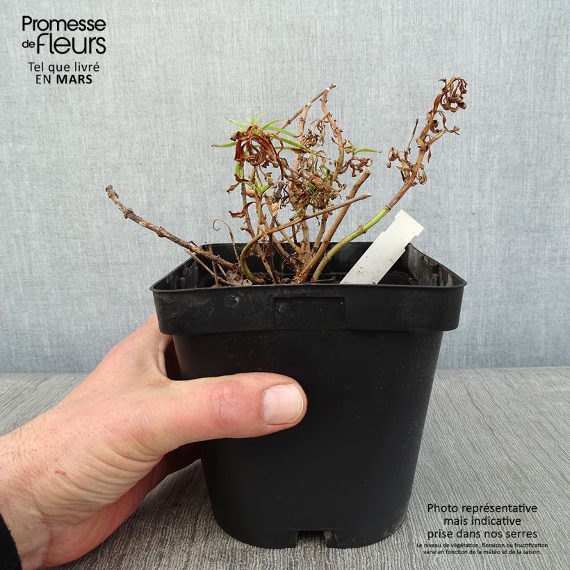 Penstemon Apple Blossom Maceta 2L/3L Ejemplar entregado en invierno