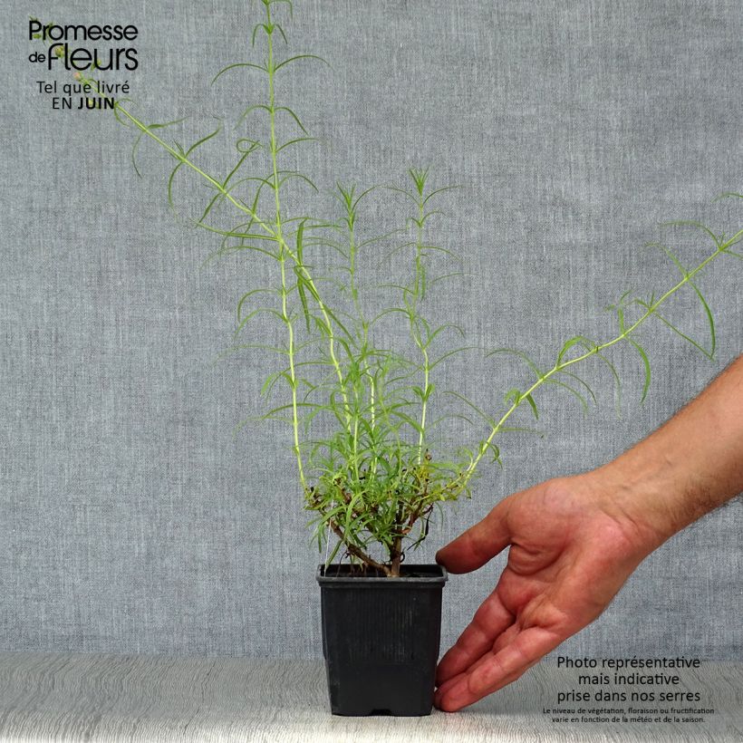 Ejemplar de Penstemon Evelyn Maceta de 8/9 cm entregado en verano