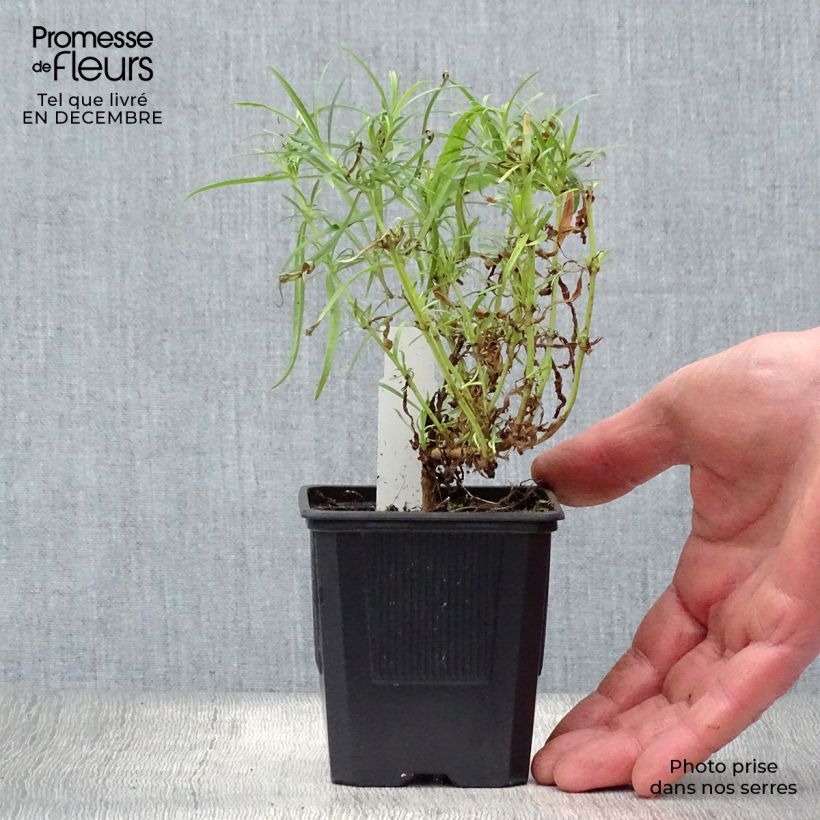 Penstemon Evelyn Maceta de 8/9 cm Ejemplar entregado en invierno