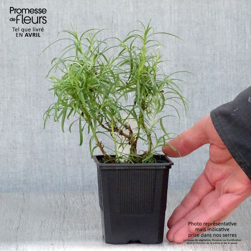 Penstemon Evelyn Maceta de 8/9 cm Ejemplar entregado en la primavera