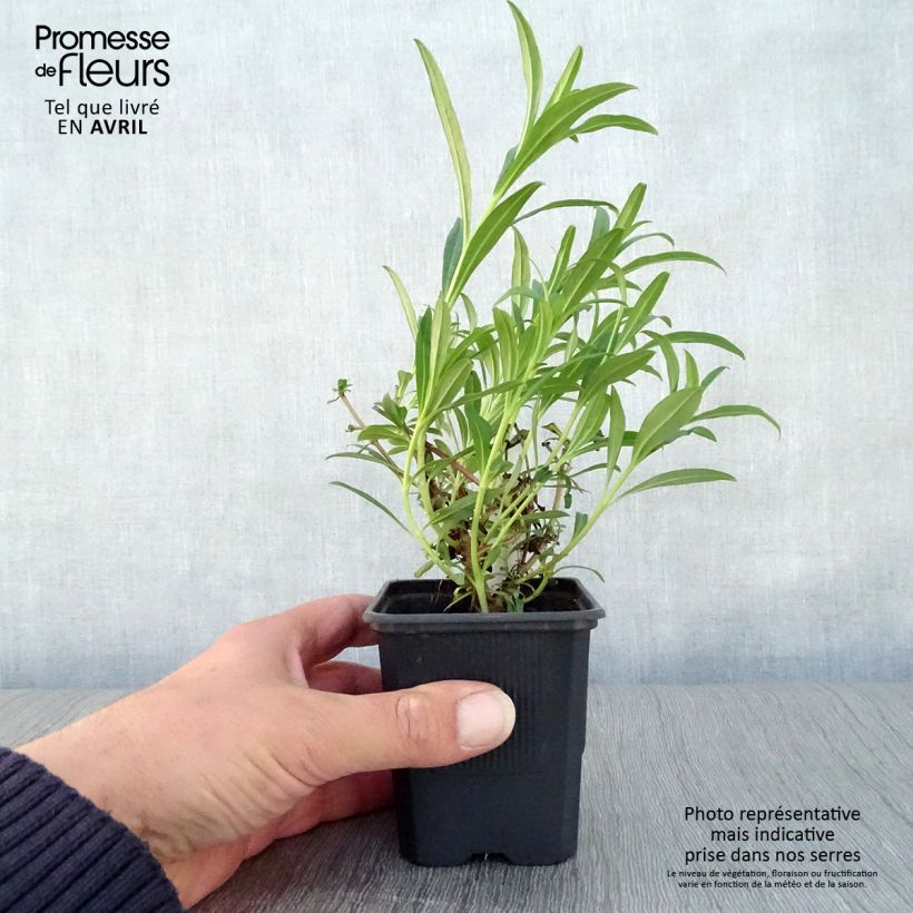 Penstemon Hewell Pink Bedder Maceta de 8/9 cm Ejemplar entregado en la primavera