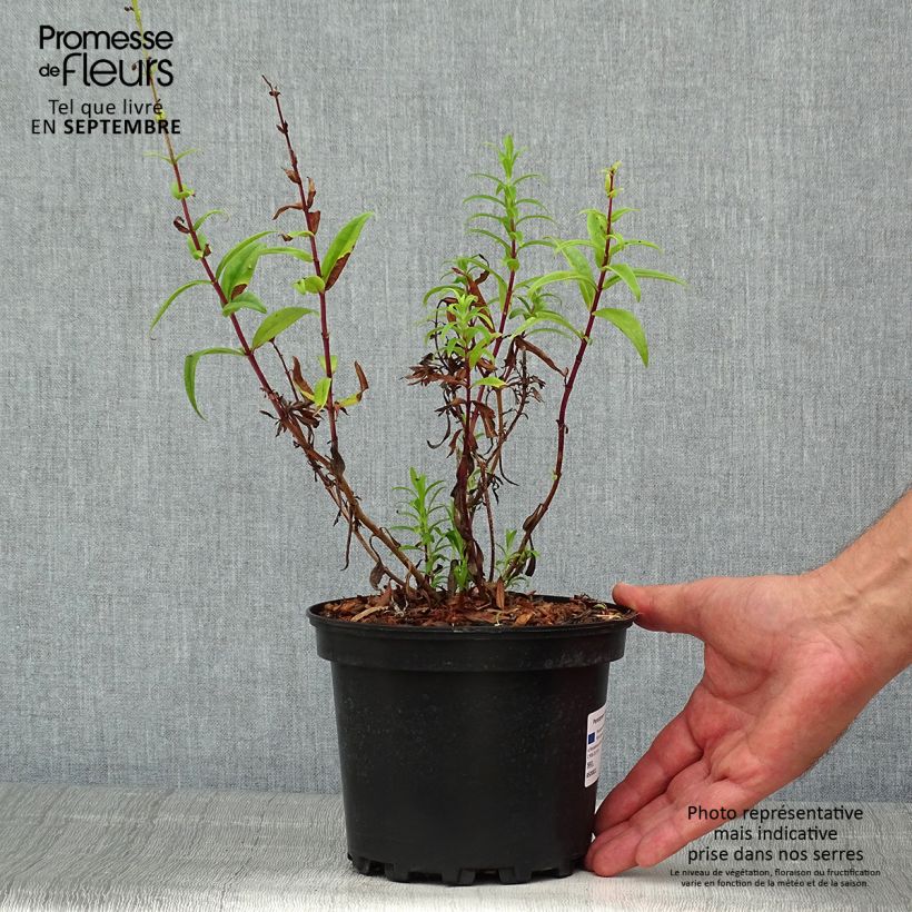 Ejemplar de Penstemon Hewell Pink Bedder Maceta 2L/3L entregado en verano