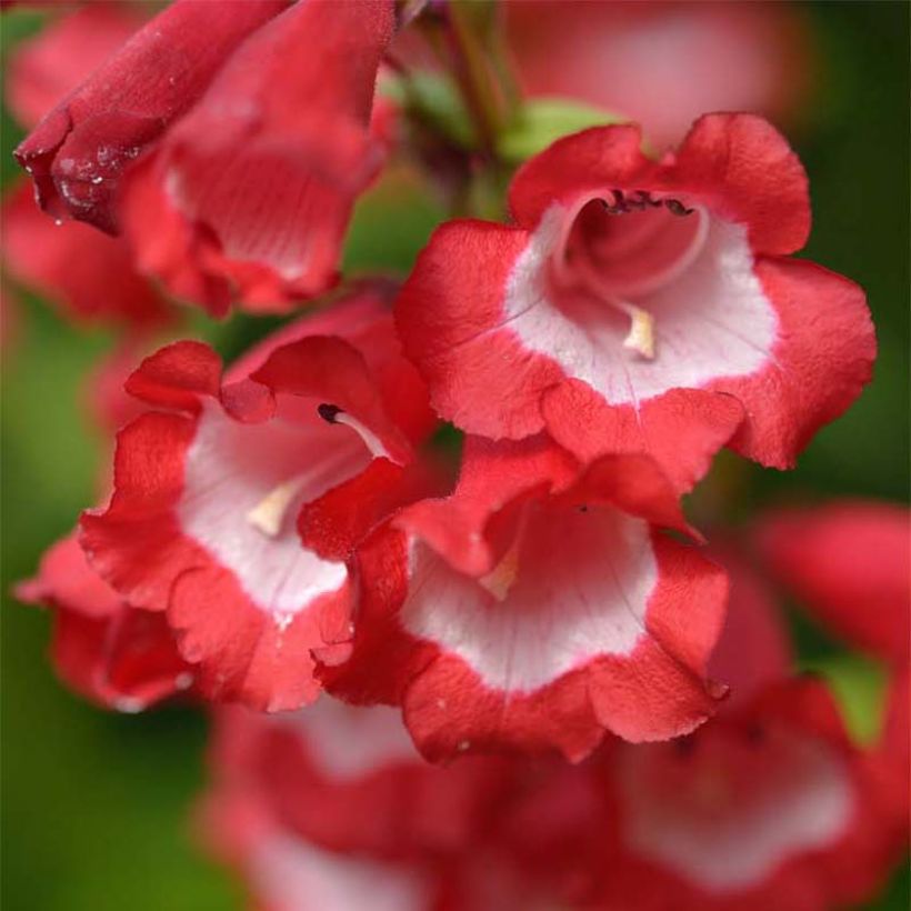 Penstemon Le Phare (Floración)