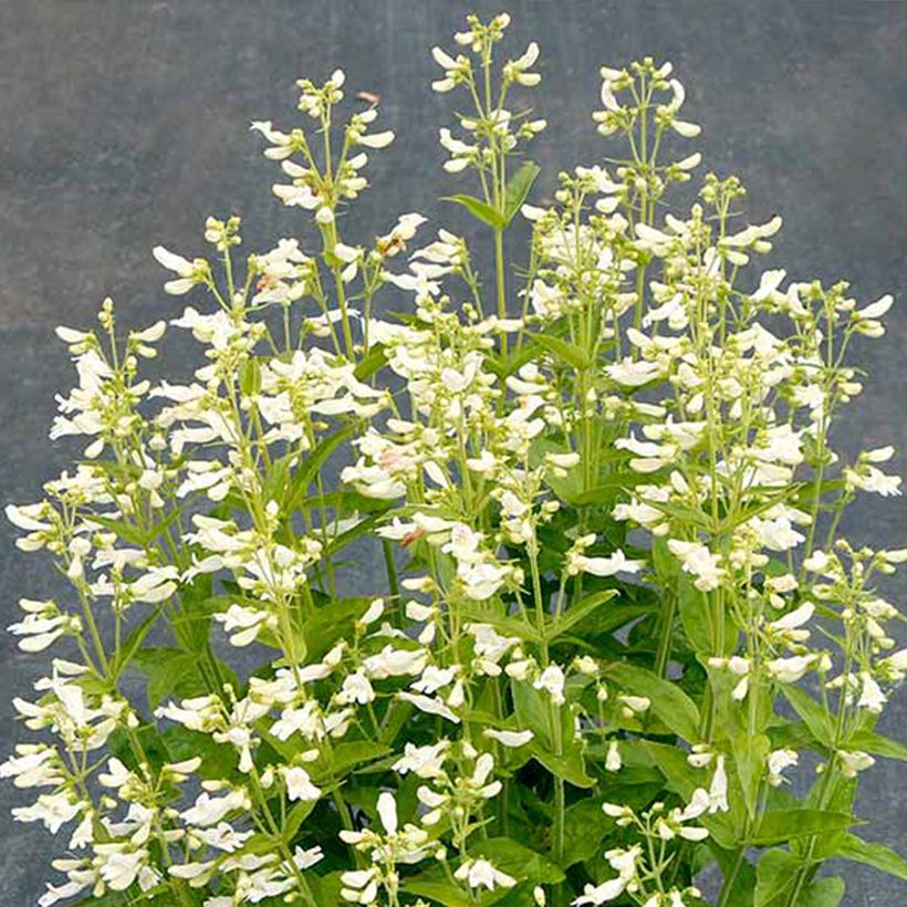 Penstemon Nova Pearl - Campanita (Floración)