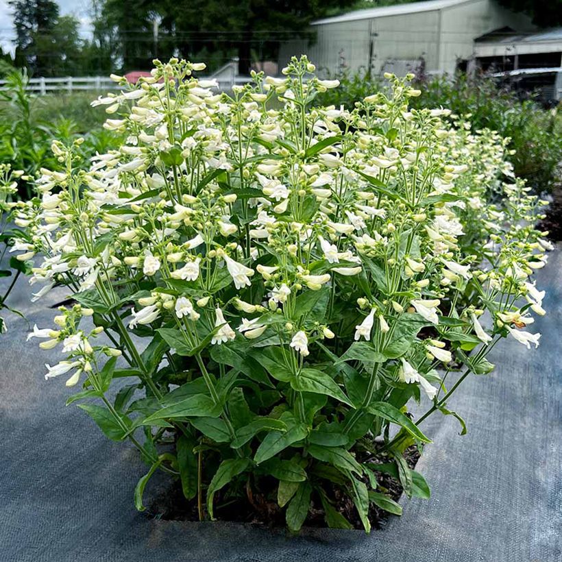 Penstemon Nova Pearl - Campanita (Porte)