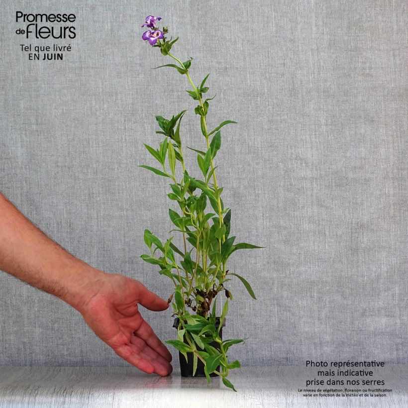 Ejemplar de Penstemon Pensham Czar Maceta de 8/9 cm entregado en verano