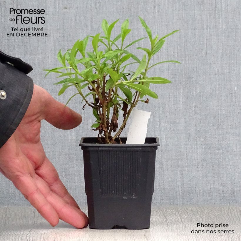 Penstemon Pensham Czar Maceta de 8/9 cm Ejemplar entregado en invierno