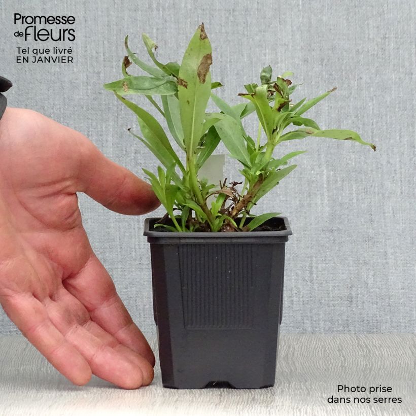 Penstemon Pensham Laura Maceta de 8/9 cm Ejemplar entregado en invierno