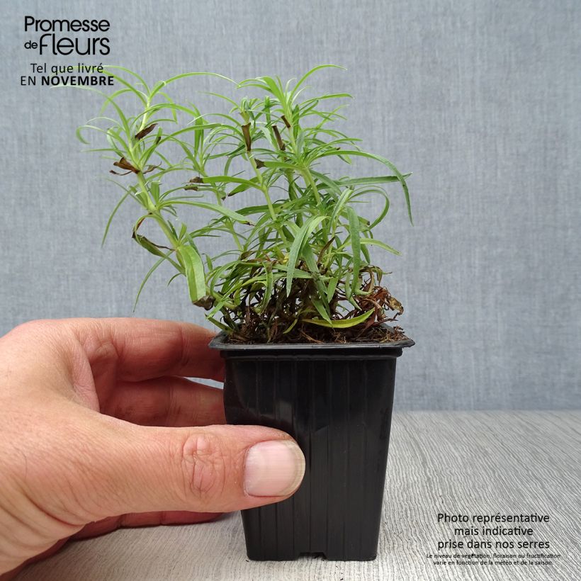 Ejemplar de Penstemon Polaris Rose Maceta de 7/8 cm entregado en otoño