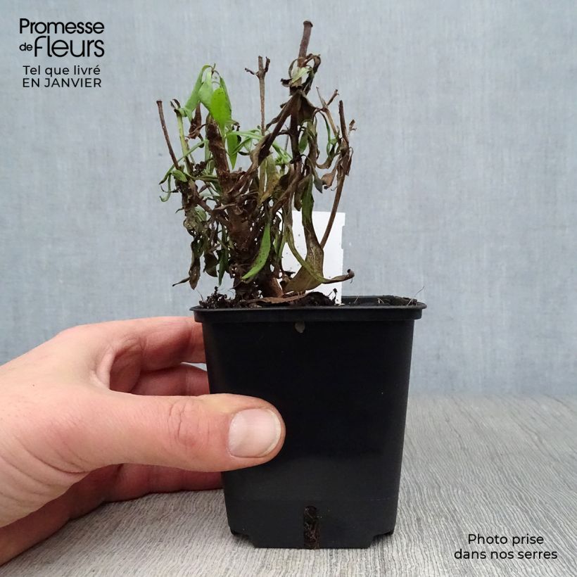 Penstemon Rich Ruby Maceta de 7/8 cm Ejemplar entregado en invierno