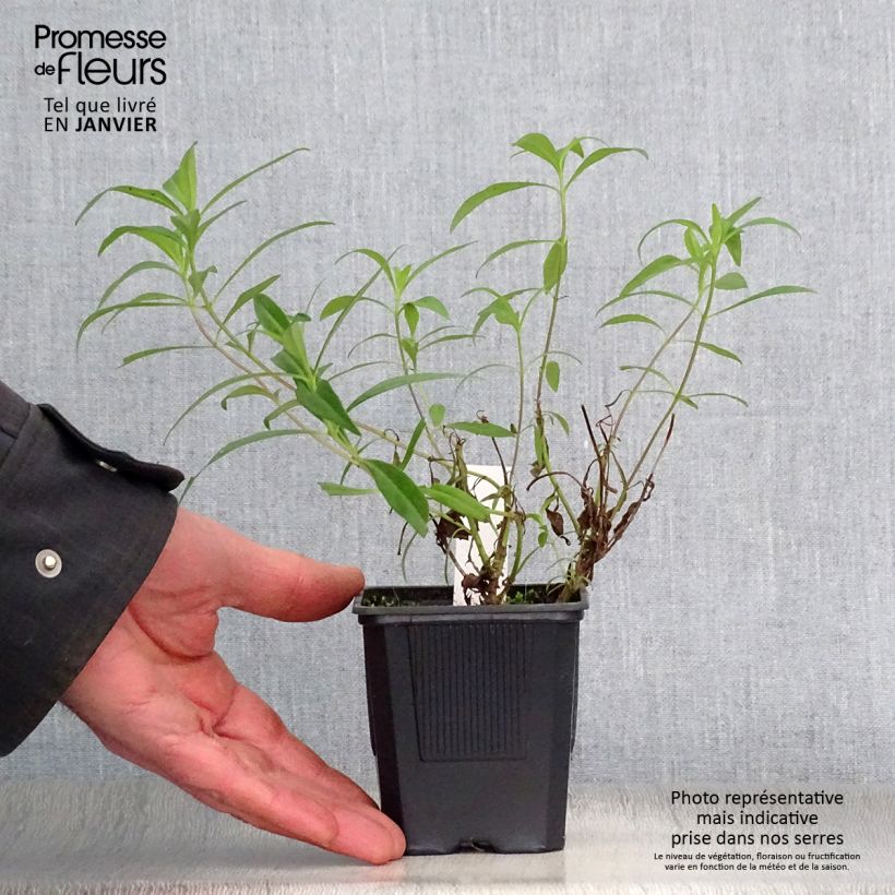 Penstemon Souvenir d'Adrien Régnier Maceta de 8/9 cm Ejemplar entregado en invierno