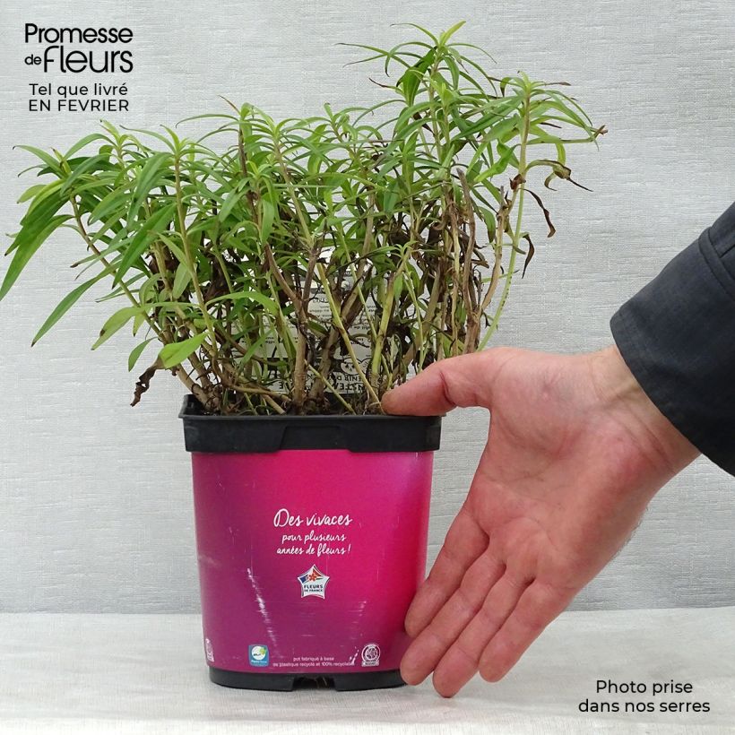 Penstemon Souvenir d'Adrien Régnier Maceta 2L/3L Ejemplar entregado en invierno