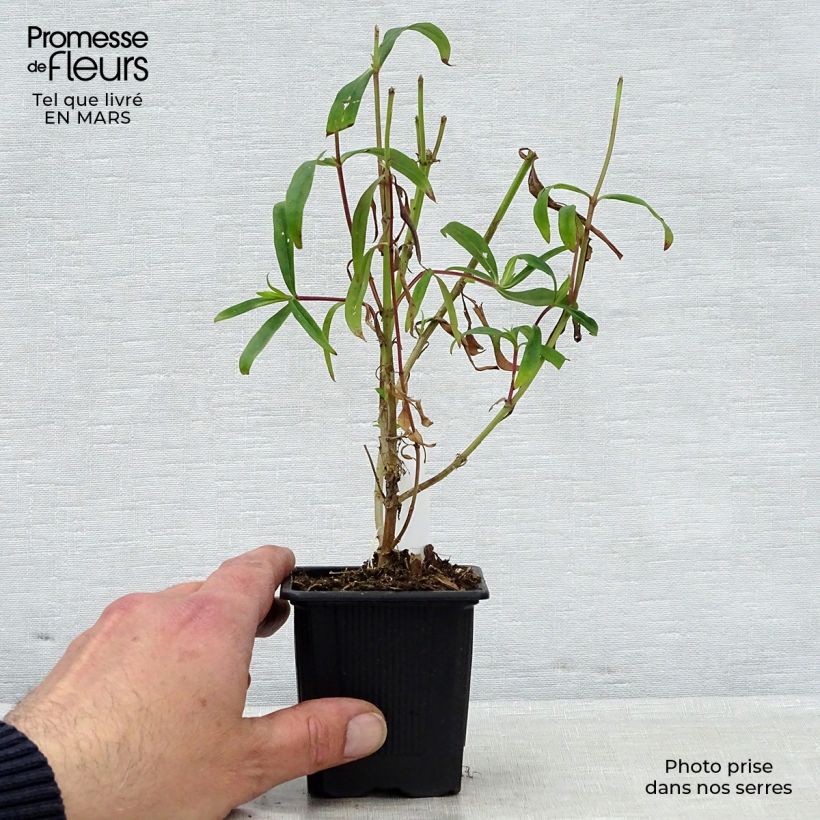 Penstemon Souvenir d'Adrien Régnier Maceta de 8/9 cm Ejemplar entregado en la primavera