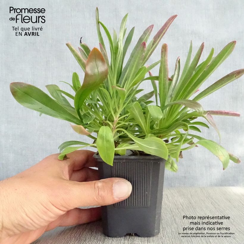 Penstemon barbatus Coccineus - Muicle Maceta de 8/9 cm Ejemplar entregado en la primavera