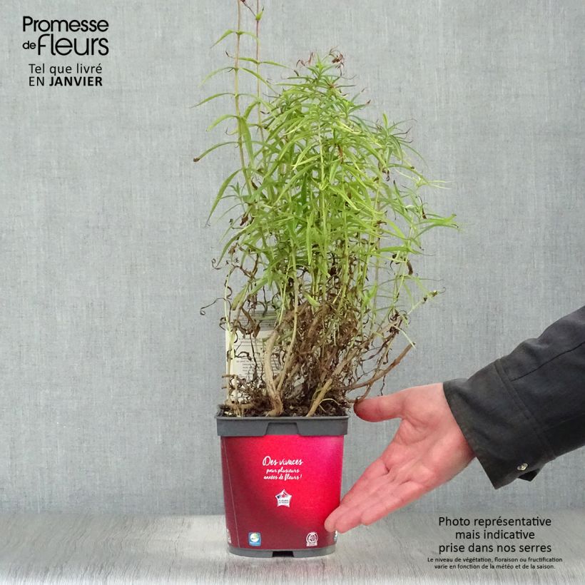 Penstemon barbatus Coccineus - Muicle Maceta 2L/3L Ejemplar entregado en invierno