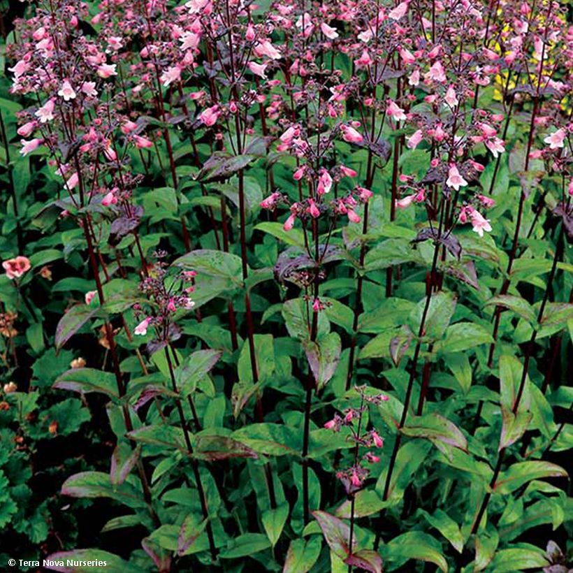 Penstemon digitalis Dakota Verde - Lengua de barba (Follaje)