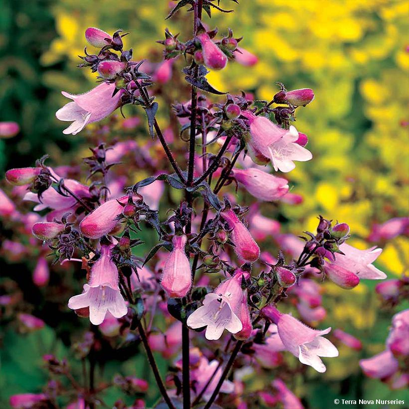 Penstemon digitalis Dakota Verde - Lengua de barba (Floración)