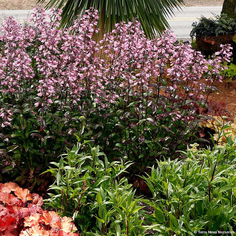 Penstemon digitalis Dakota Verde - Lengua de barba (Porte)