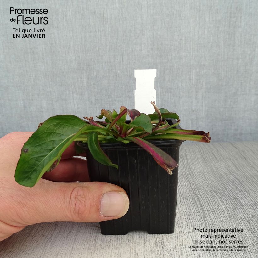 Penstemon digitalis Dakota Verde - Lengua de barba Maceta de 8/9 cm Ejemplar entregado en invierno