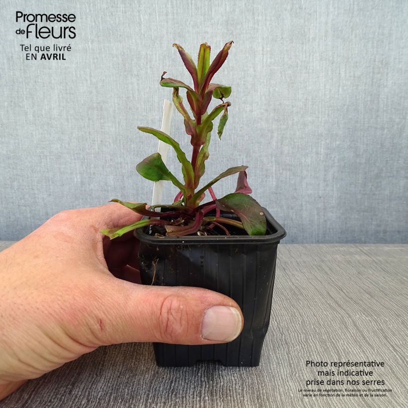 Penstemon digitalis Dakota Verde - Lengua de barba Maceta de 8/9 cm Ejemplar entregado en la primavera