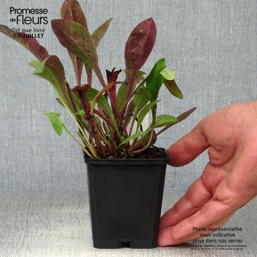 Ejemplar de Penstemon digitalis Dark Towers - Lengua de barba Maceta de 8/9 cm entregado en verano