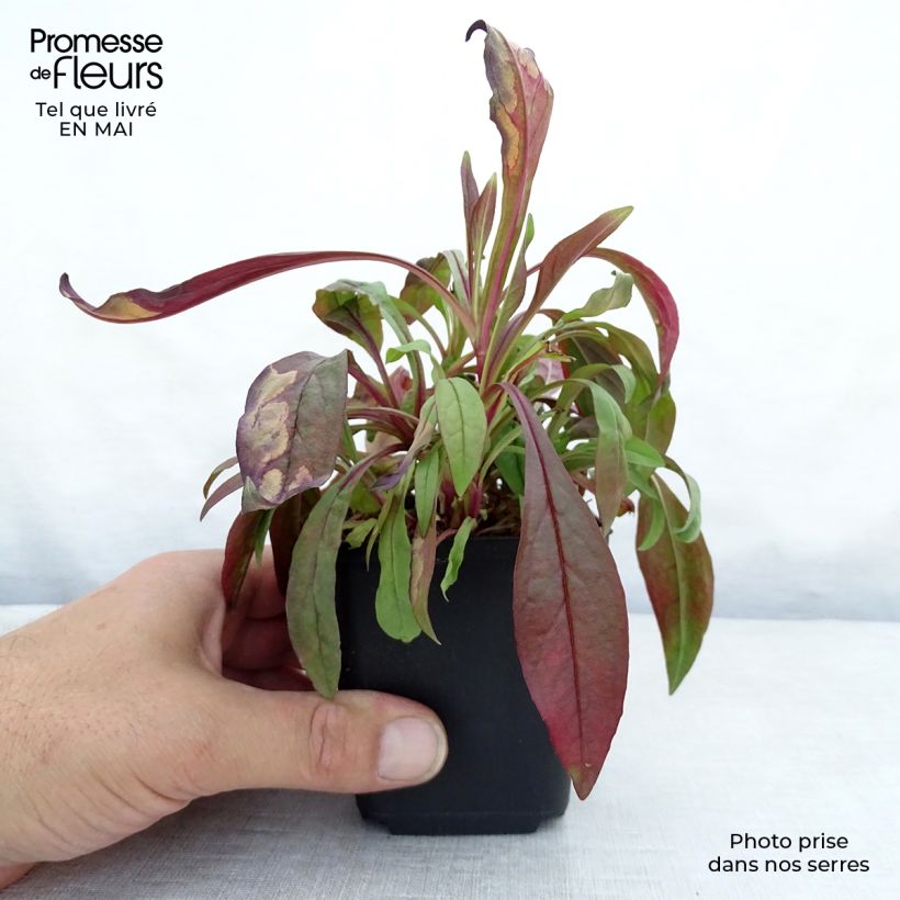 Penstemon digitalis Pocahontas - Lengua de barba Maceta de 8/9 cm Ejemplar entregado en la primavera