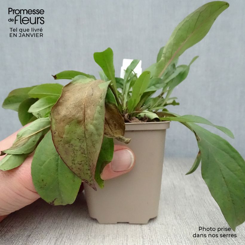 Penstemon digitalis Pocahontas - Lengua de barba Maceta de 8/9 cm Ejemplar entregado en invierno