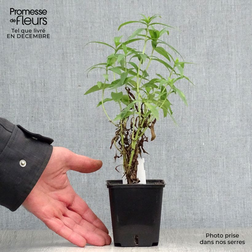 Penstemon Alice Hindley Maceta de 8/9 cm Ejemplar entregado en invierno