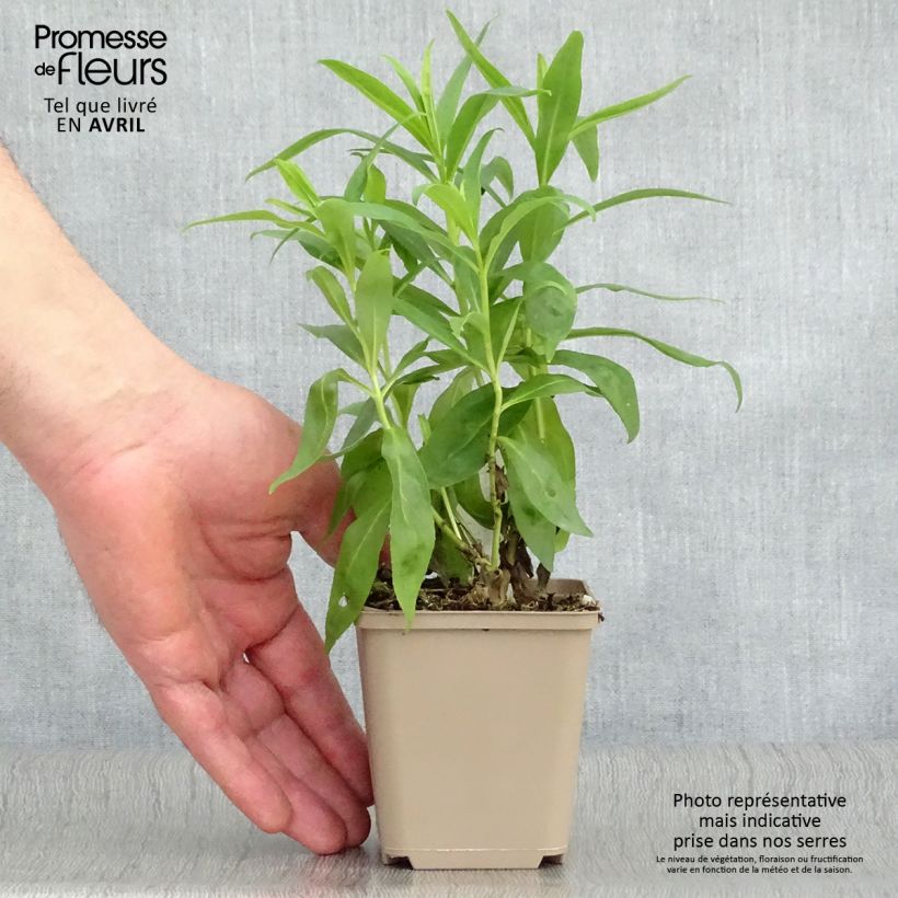 Penstemon Alice Hindley Maceta de 8/9 cm Ejemplar entregado en la primavera