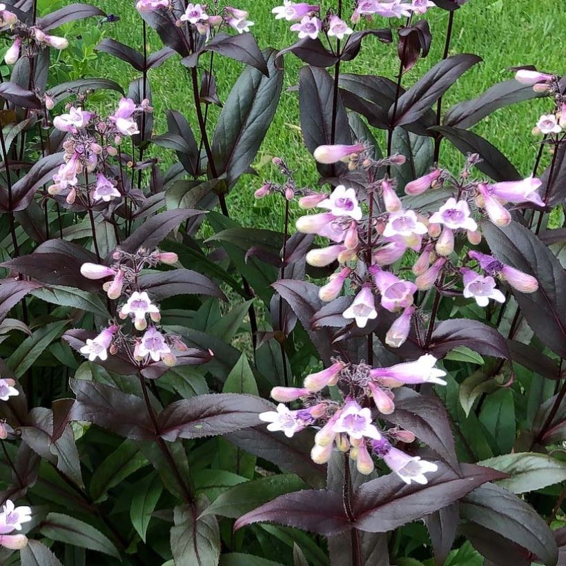 Penstemon digitalis Dark Towers - Lengua de barba (Floración)