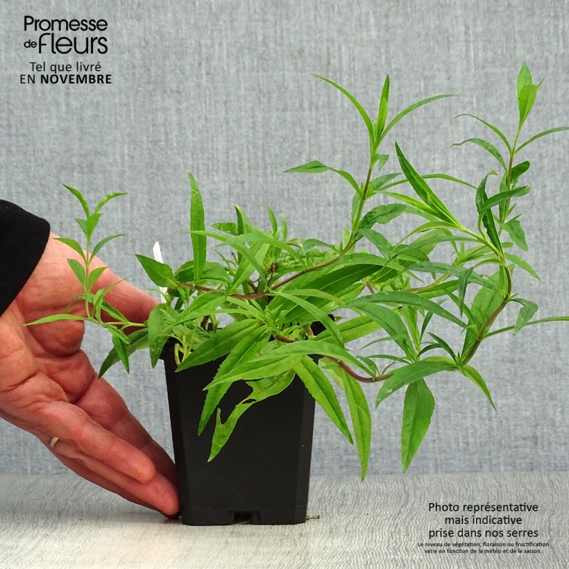 Ejemplar de Penstemon Garnet Maceta de 8/9 cm entregado en otoño