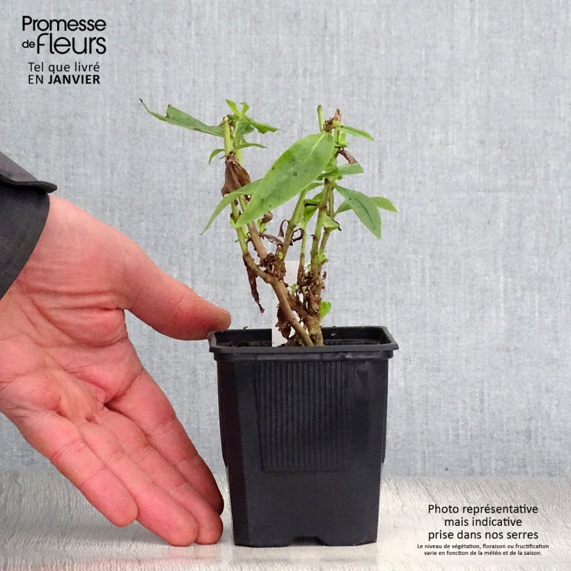 Penstemon Gloire des quatre rues Maceta de 8/9 cm Ejemplar entregado en invierno