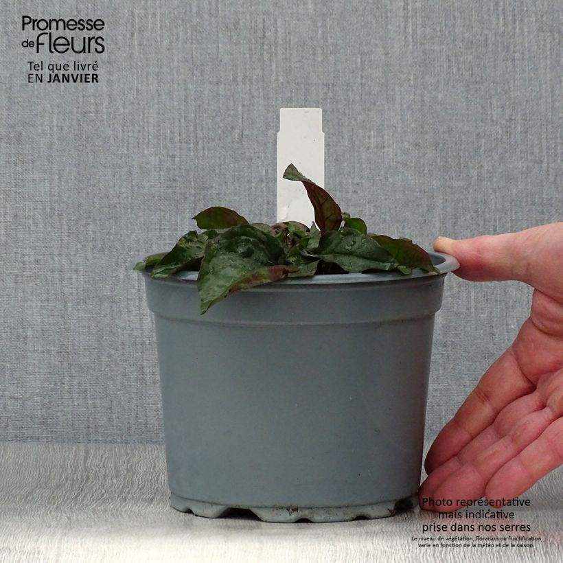 Penstemon digitalis Husker Red - Lengua de barba Maceta 2L/3L Ejemplar entregado en invierno