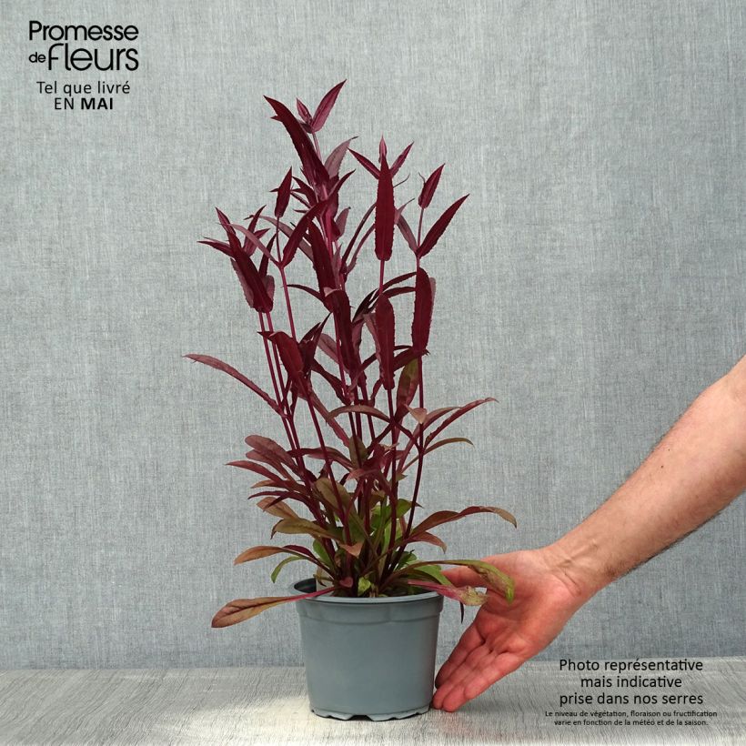 Penstemon digitalis Husker Red - Lengua de barba Maceta 2L/3L Ejemplar entregado en la primavera
