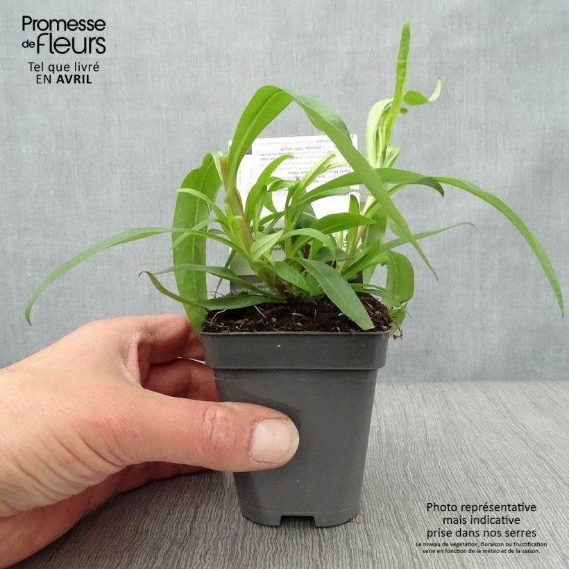 Penstemon Midnight Maceta de 8/9 cm Ejemplar entregado en la primavera