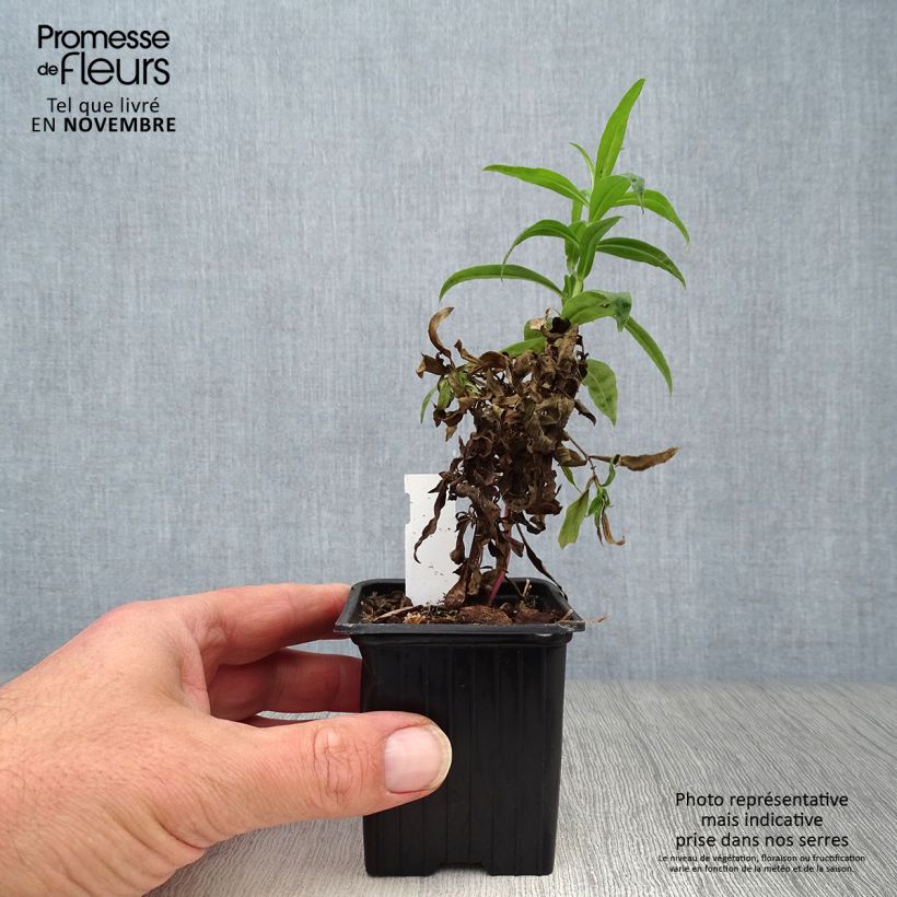 Ejemplar de Penstemon Russian River Maceta de 8/9 cm entregado en otoño