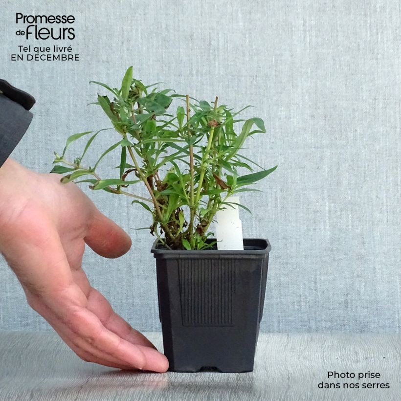 Penstemon Russian River Maceta de 8/9 cm Ejemplar entregado en invierno